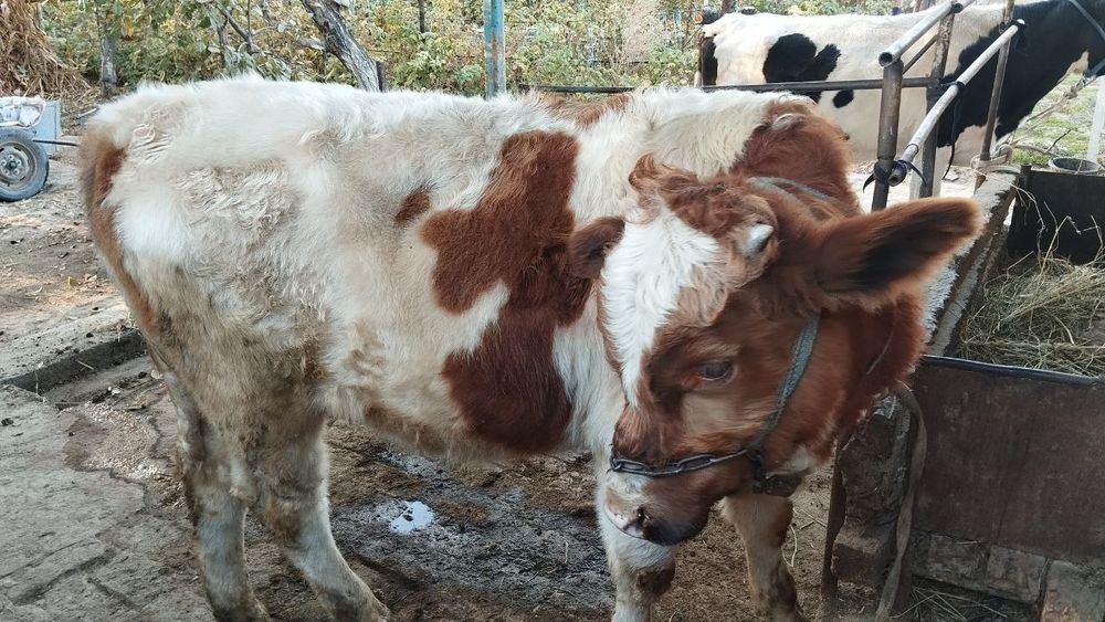 Zottor buqacha sotiladi