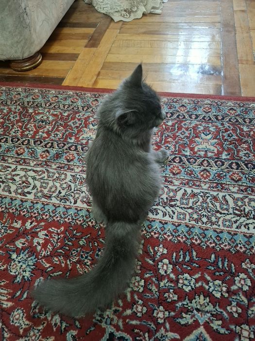 Shinshilla zotli mushuk