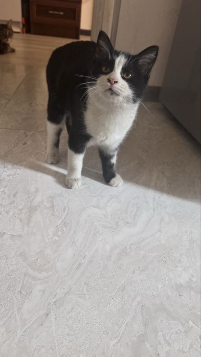 Пристраиваются в добрые руки