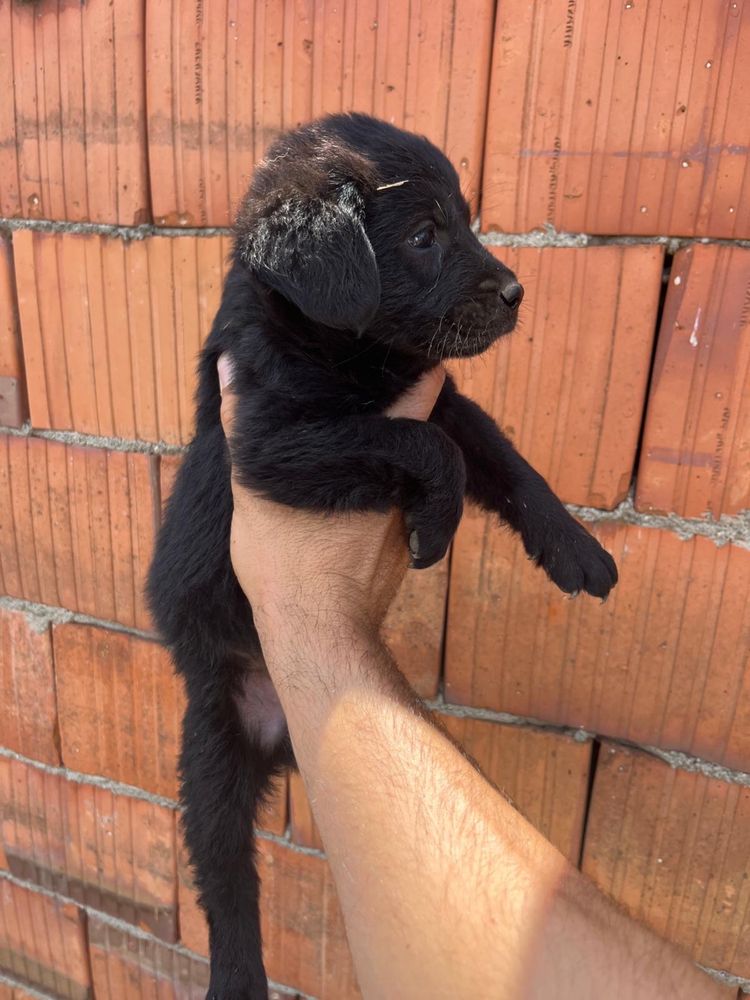 Donez metis labrador