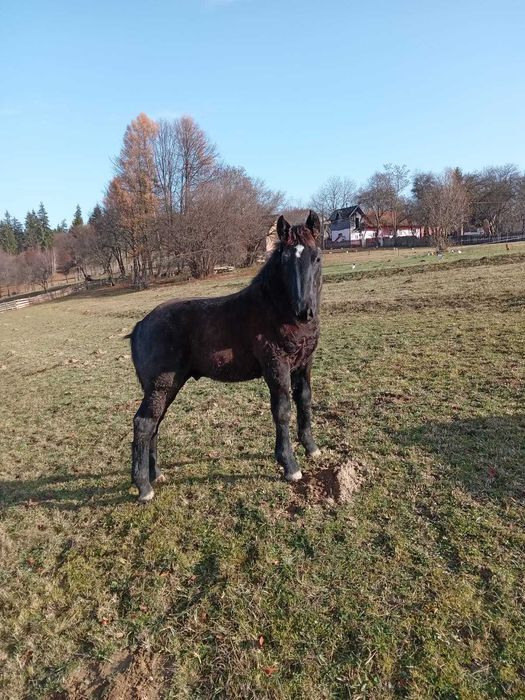Vand manz negru cu varsta de 5 luni