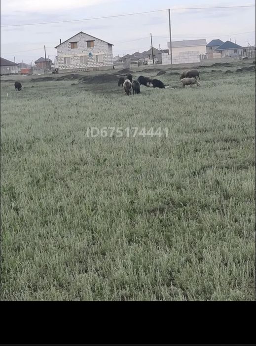 Продам усасток в поселке Қажымұқан Акмолинская боласть