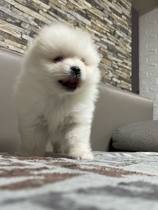 Cățeluși Pomeranian deosebiti