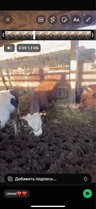 Баспак баспактар