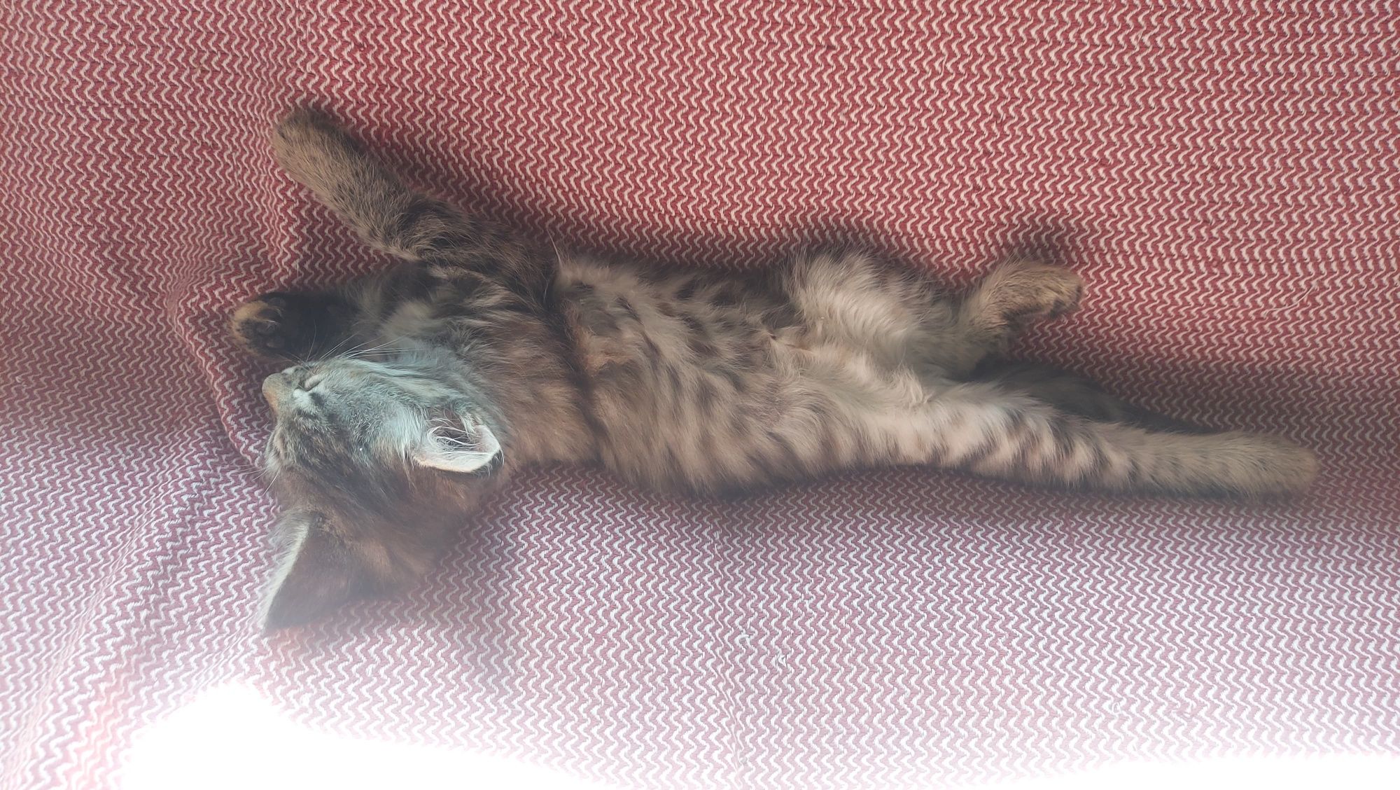 Отдам котят заботливым людям