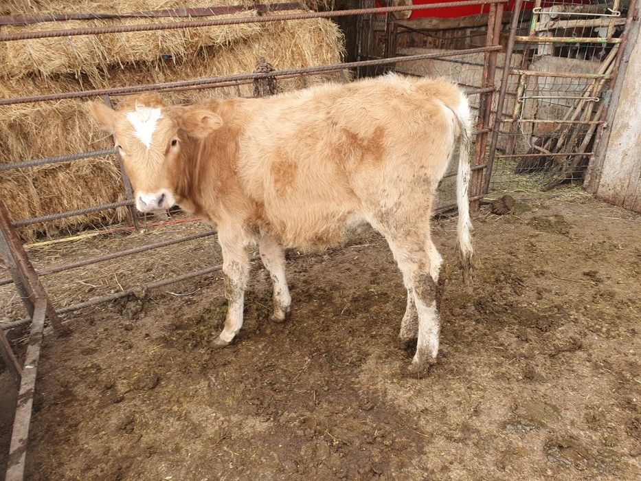 Vand 4 vitele si 2 taurasi