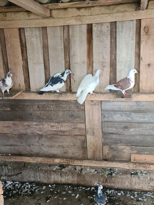 Porumbei voiajori diferite culori
