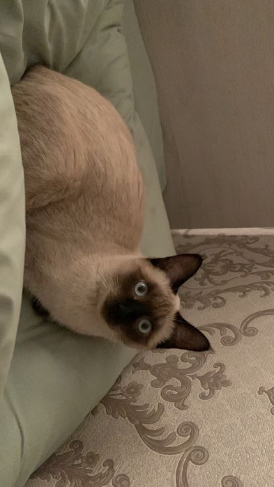 Ищу сиамского кота для вязки