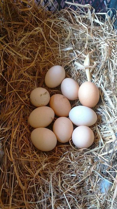 Vând oua Bio de la găini fericite consum/reproducție