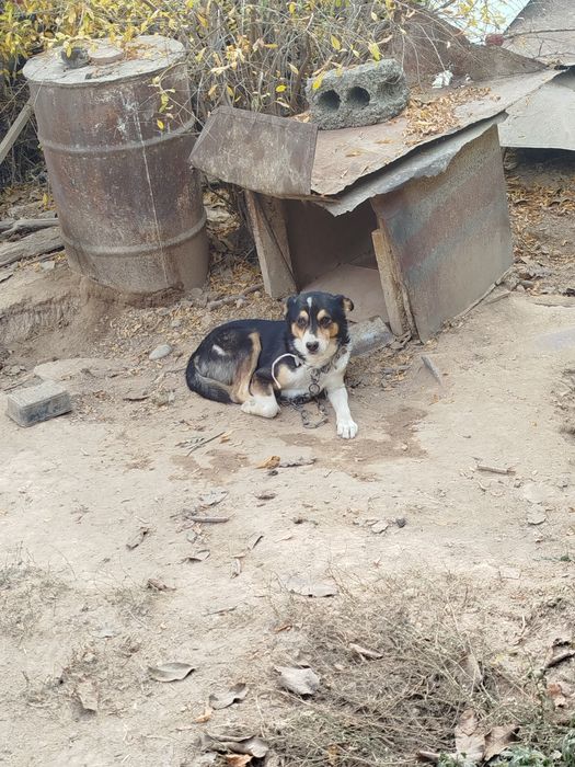 Kuchuk tekinga cncncncbb