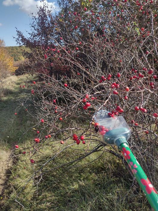 Pieptene de cules măceșe (piaptan maciese)