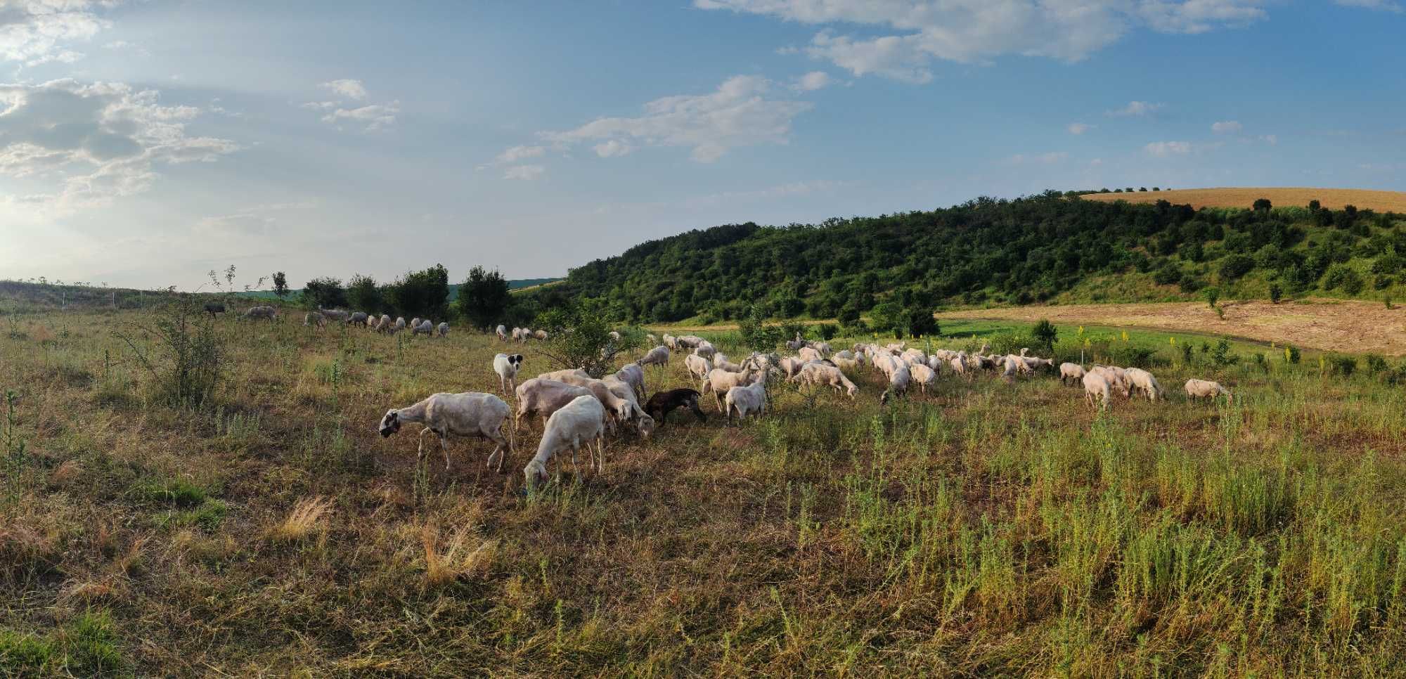 Продавам стадо овце, кочове агнета
