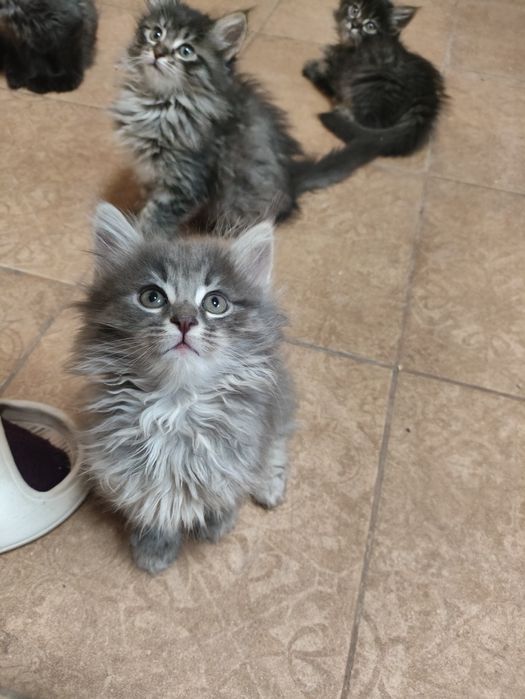 Отдам котят в добрые и надёжные руки