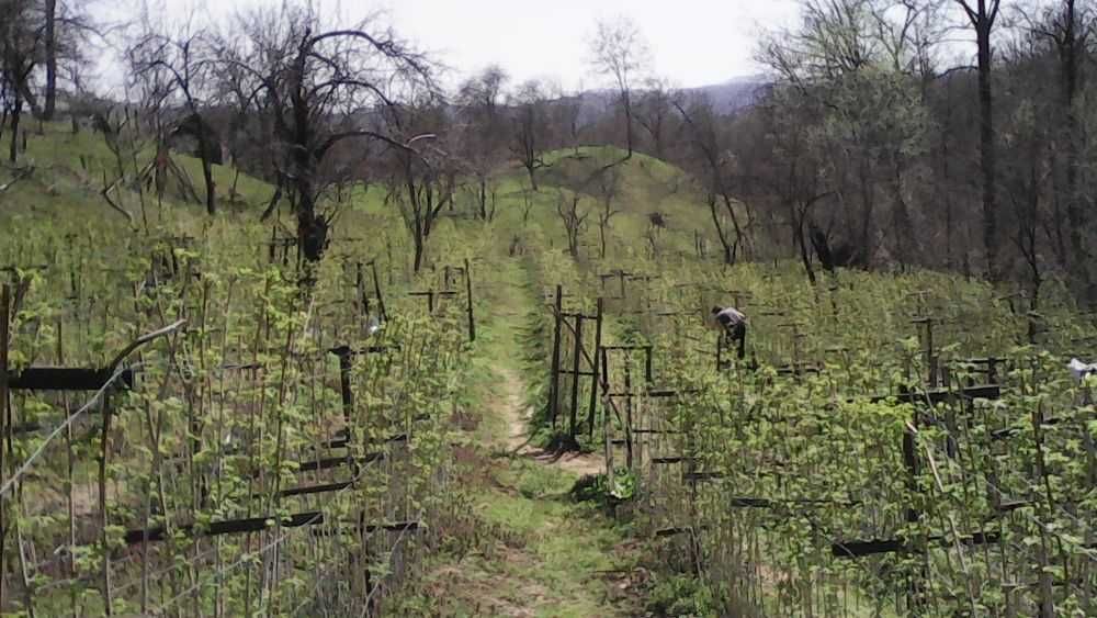 Zmeura Cayuga, Willamette, Polana, mur Thorfre, Catina, Nuci, coacaz