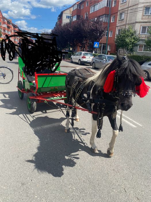 Vand ponei pinto