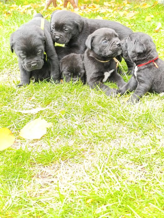 Кане Корсо кученца