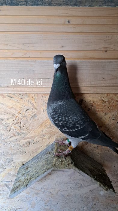 Vand porumbei voiajori