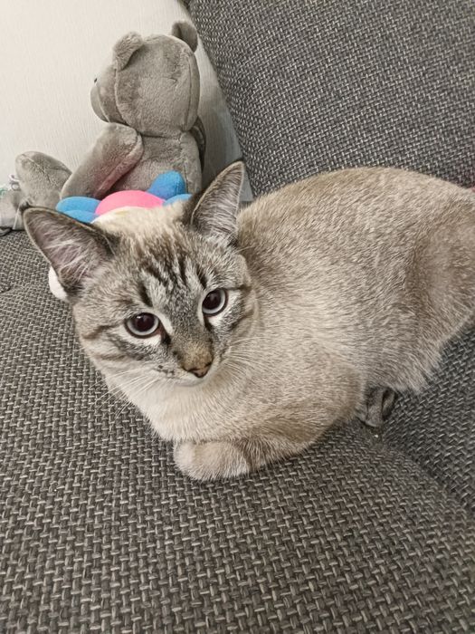 Срочно отдам кота