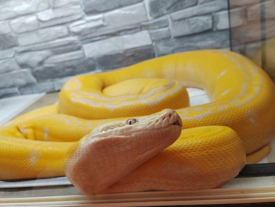 Змеи для фотосессий