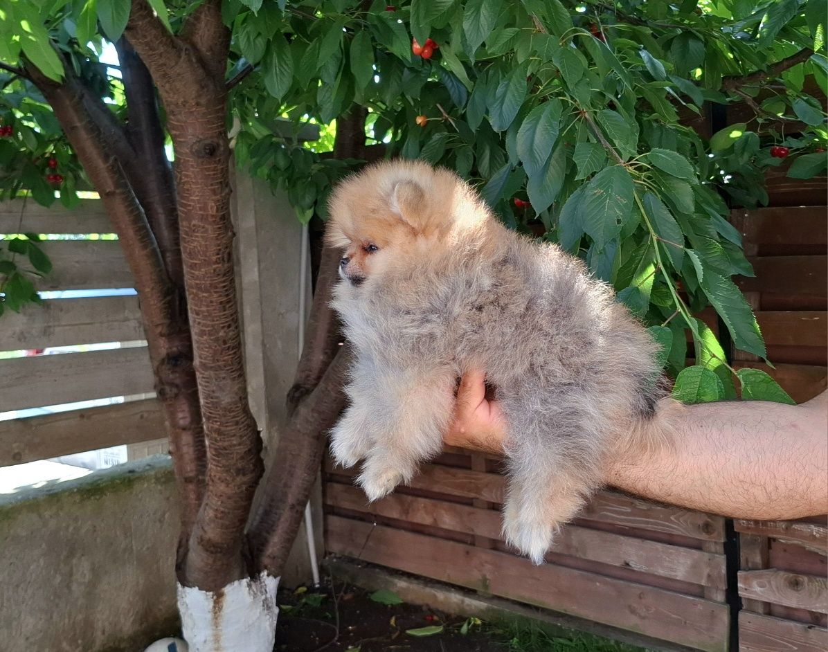 Fetita Pomeranian cu pedigree FCI
