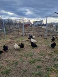 Ouă Găini Rasă AustraLorp Nr 1 La producția de Ouă zilnic, Satu Mare