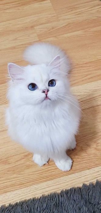 Fetita british longhair din parinti Campioni Mondiali, ochi albaștri