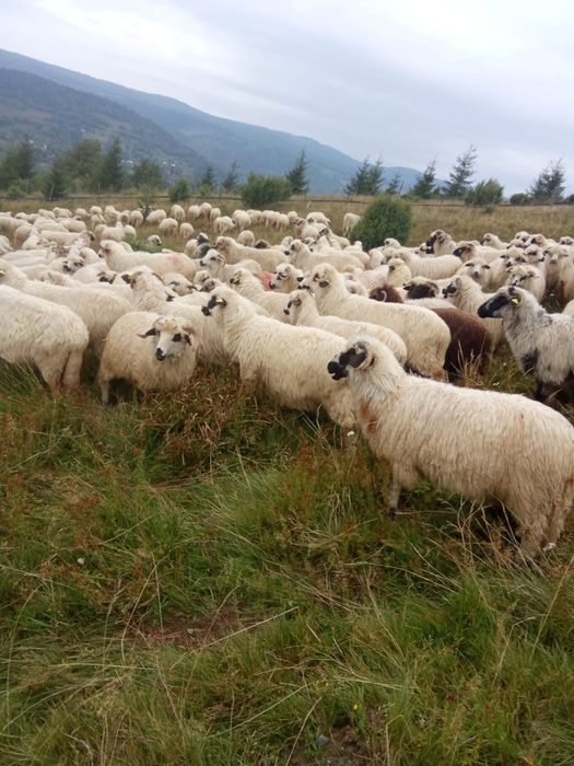 Se vând 200,250 de oi pe ales din 400