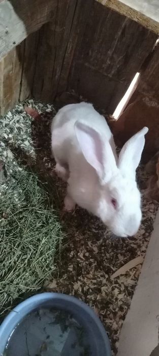 Нар куён сотилади