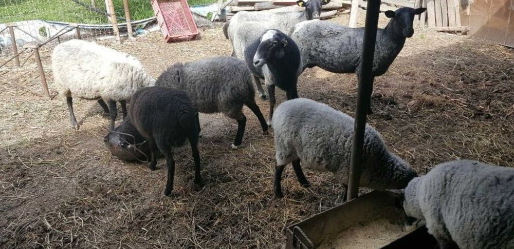 Vând Oi/Miei din Rasa Romanov