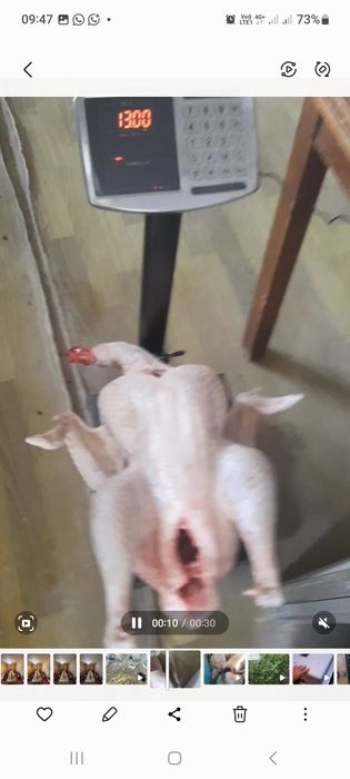 Индук ундік Индюк