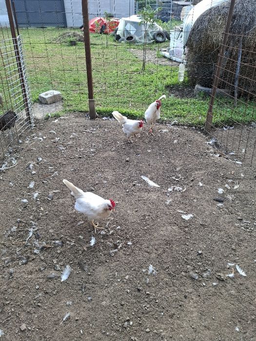 Găini și cocoș Leghorn