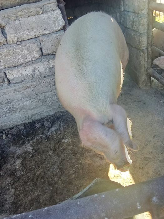 Porc 300 kg mai multe det de discutam la tel