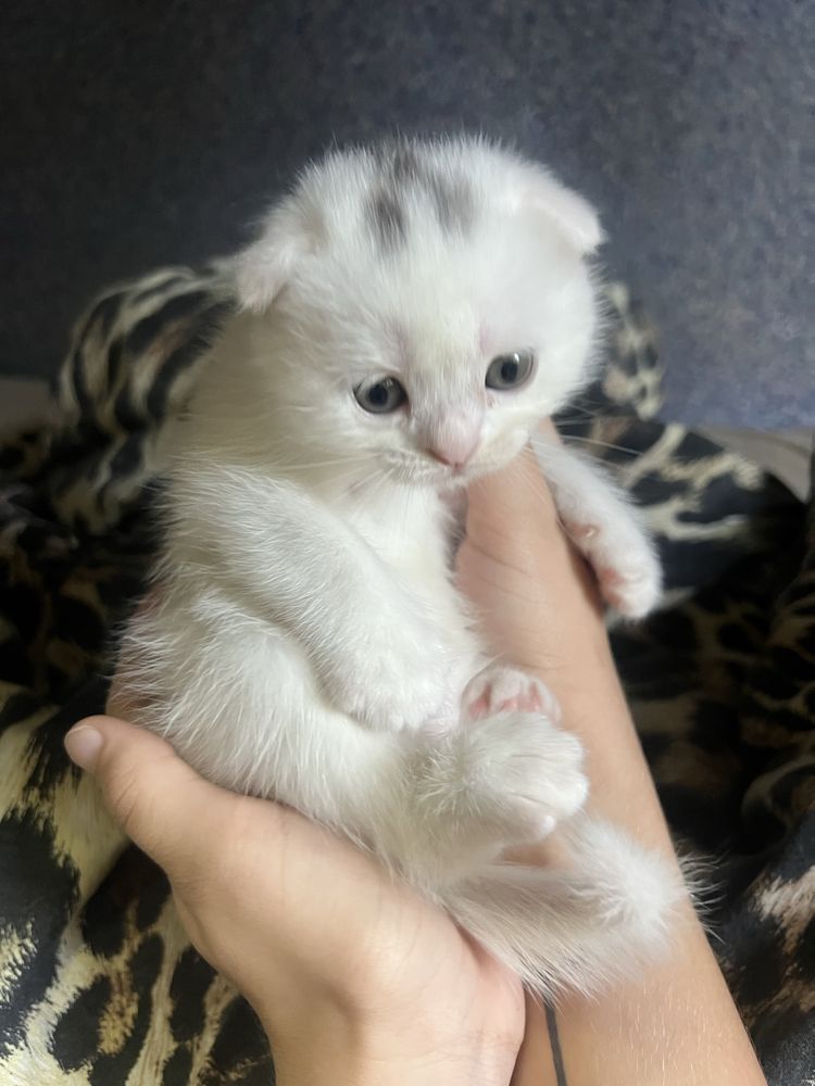 Персидские котята