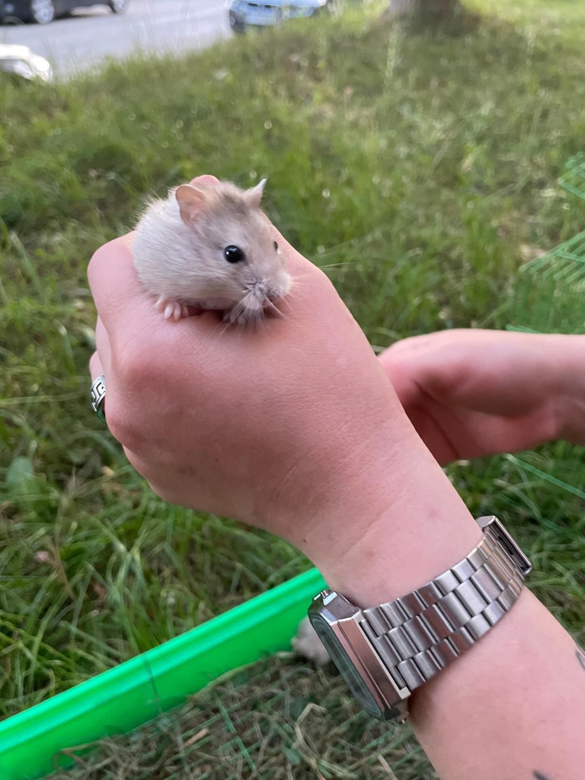 Vând hamsteri sirieni și siberieni