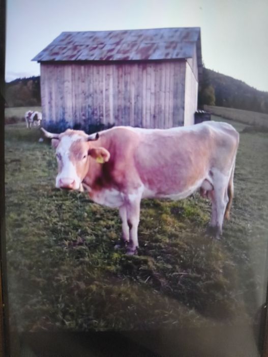 Vând vacă bălțată românească