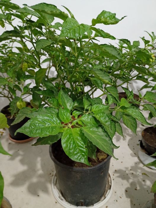Vând copaci de Habanero cu rod, ardei foarte iutee iute,