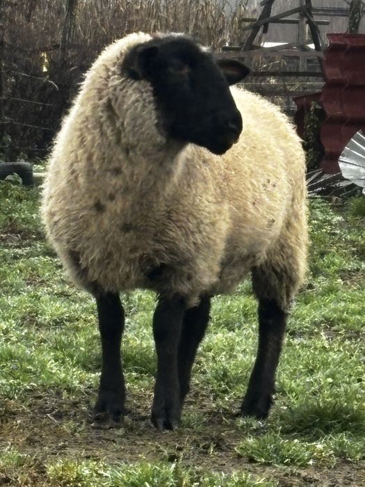 Vand berbec si noatina sulffok