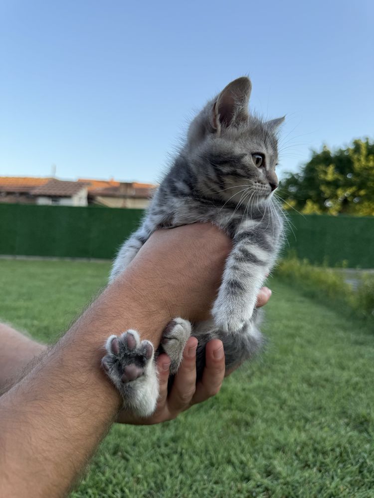 Британски котета