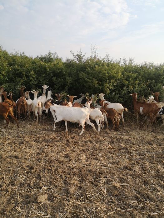 Vând 60 de capre cu lapte și tineret