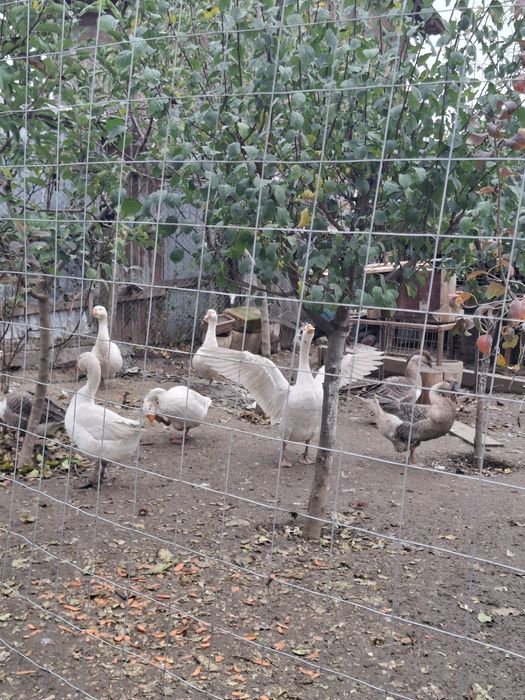 Gaste americane si olandeze