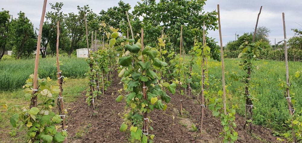 Teren intravilan 2300mp Sarulesti Sat Calarasi