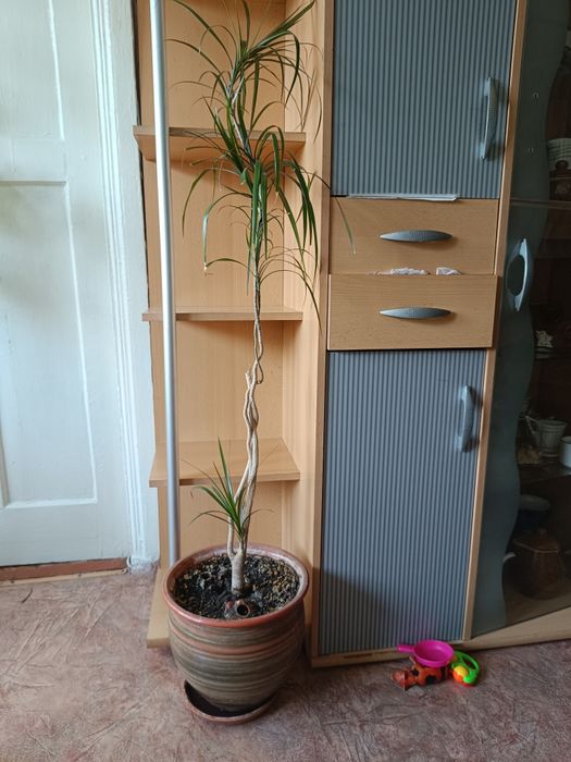 Напольные большие цветочки