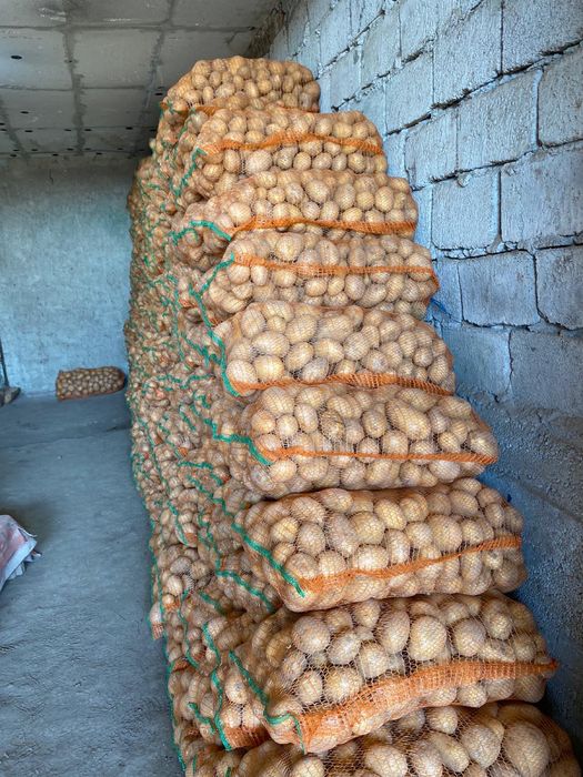 Cartofi de consum Rivola, Bellarosa (roșii) și Ultra, Carrera (albi)