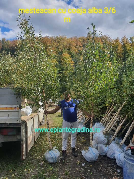 Magnolia ,mesteacăn, tei argintiu, Tuia,pini,