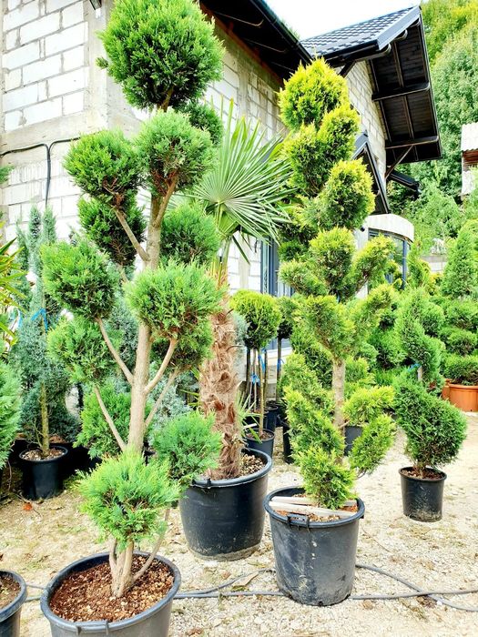 Tuia smaragd / columnaris / mesteacan betula / tei argintiu mirositor