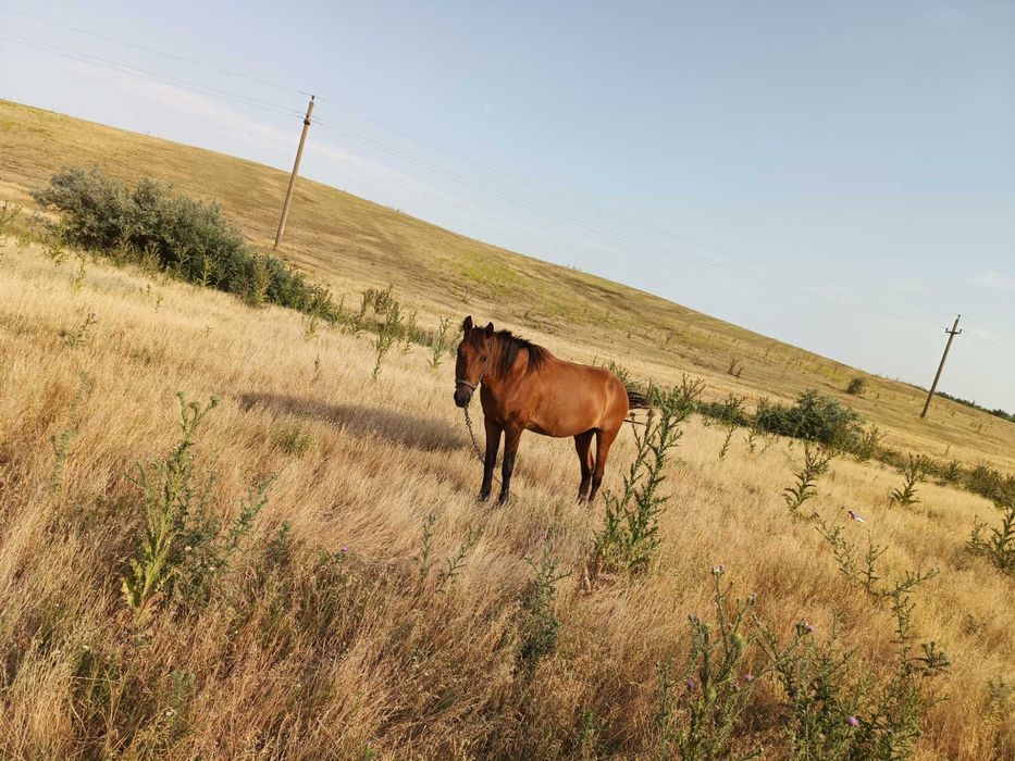 Vand iapă cuminte și foarte ascultătoare