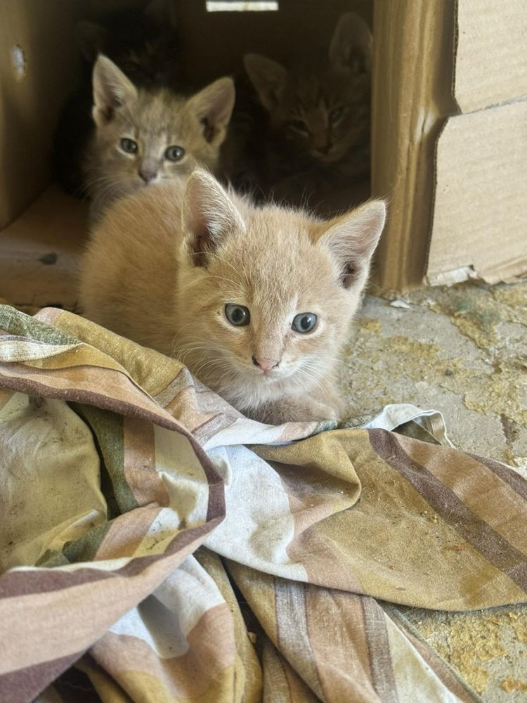 Подарявам котета