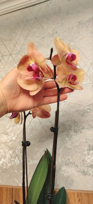 Орхидеи Phalaenopsis