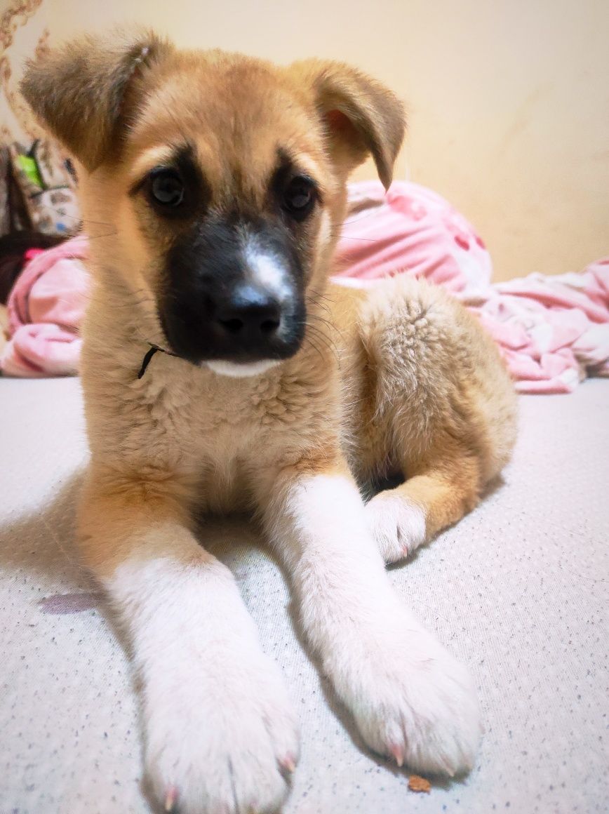 Кангалская овчарка, 3-4 месяца, милая собачка.