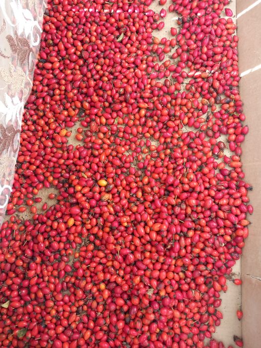 Maciese 6 ron proaspete